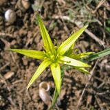 Gagea maeotica. Цветок (вид сверху). Украина, Донецкая обл., Новоазовский р-н, балка Безыменная. 06.04.2013.