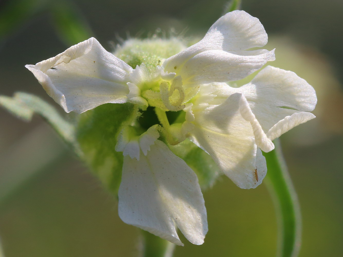 Изображение особи Melandrium latifolium.