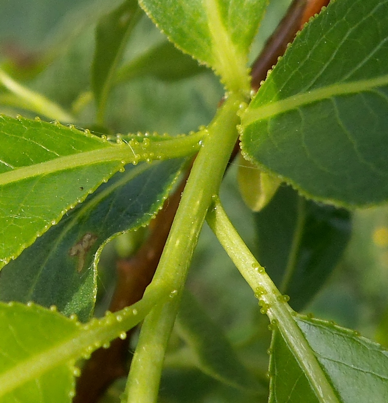 Image of Salix pentandra specimen.