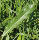 Cirsium setosum. Лист. Ростовская обл., Неклиновский р-н, Носовское с/п, балка Камышовая. 10.06.2013.