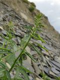 Cleome circassica