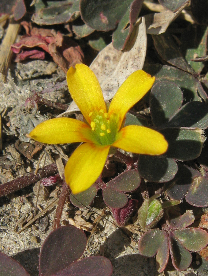 Изображение особи Oxalis corniculata.