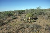 Ferula foetida. Плодоносящее растение на песчаном склоне. Южный Казахстан, восточная граница пустыни Кызылкум. 05.05.2013.