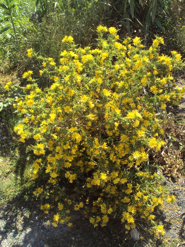 Изображение особи Scolymus hispanicus.