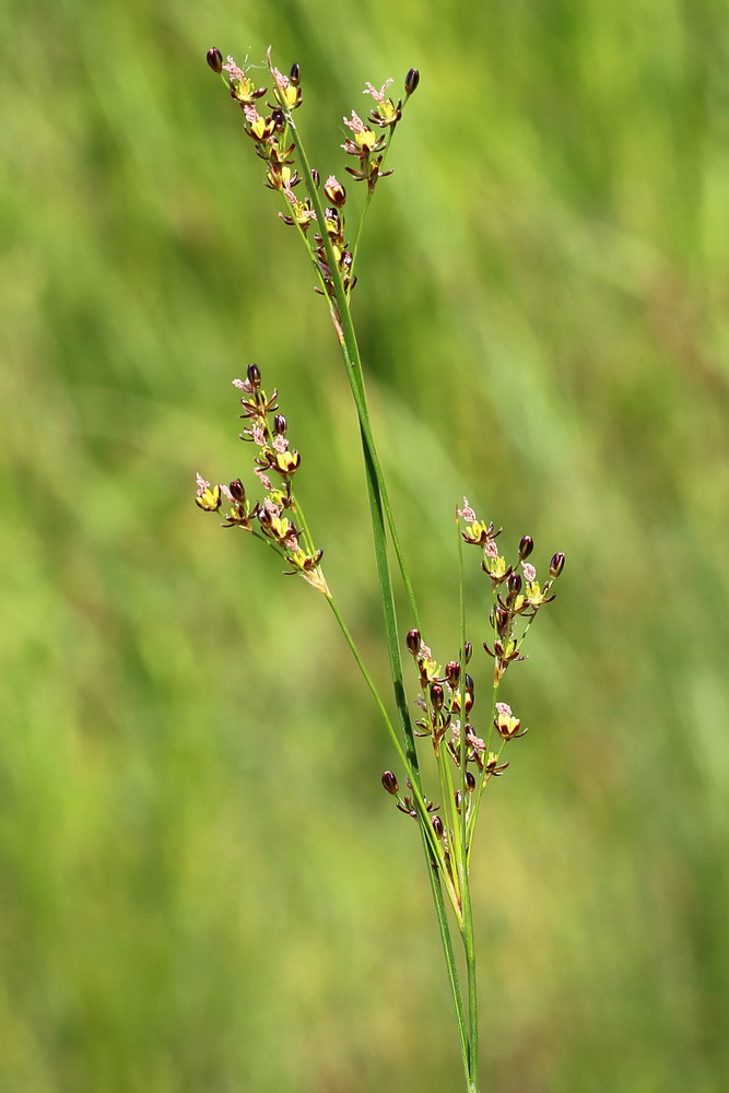 Image of Juncus gerardi specimen.