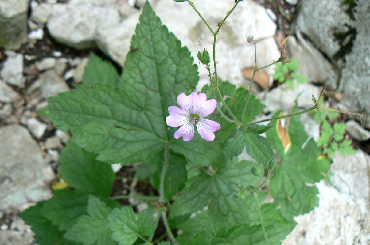 Изображение особи Geranium gracile.