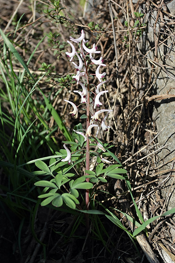 Изображение особи Corydalis ruksansii.