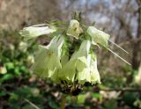 Symphytum grandiflorum