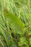 Rumex sylvestris. Нижний стеблевой лист. Ленинградская обл., Волосовский р-н, сырой осоковый луг. 19.07.2014.