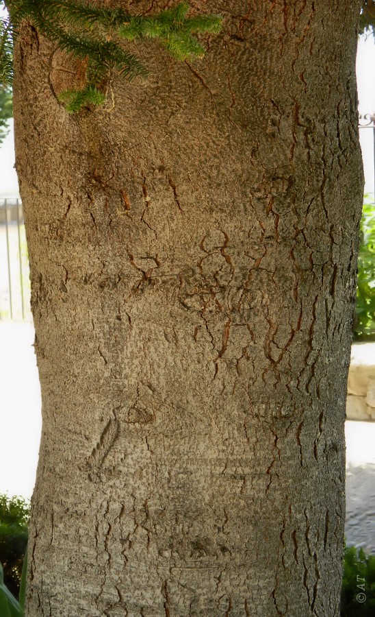 Image of Abies pinsapo specimen.