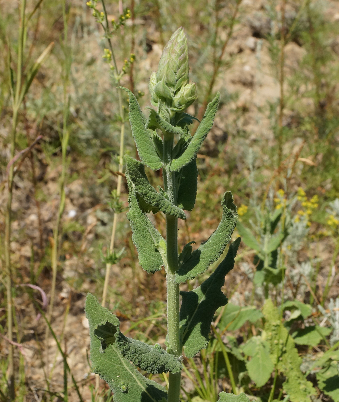 Изображение особи Salvia deserta.