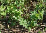 Thalictrum flavum