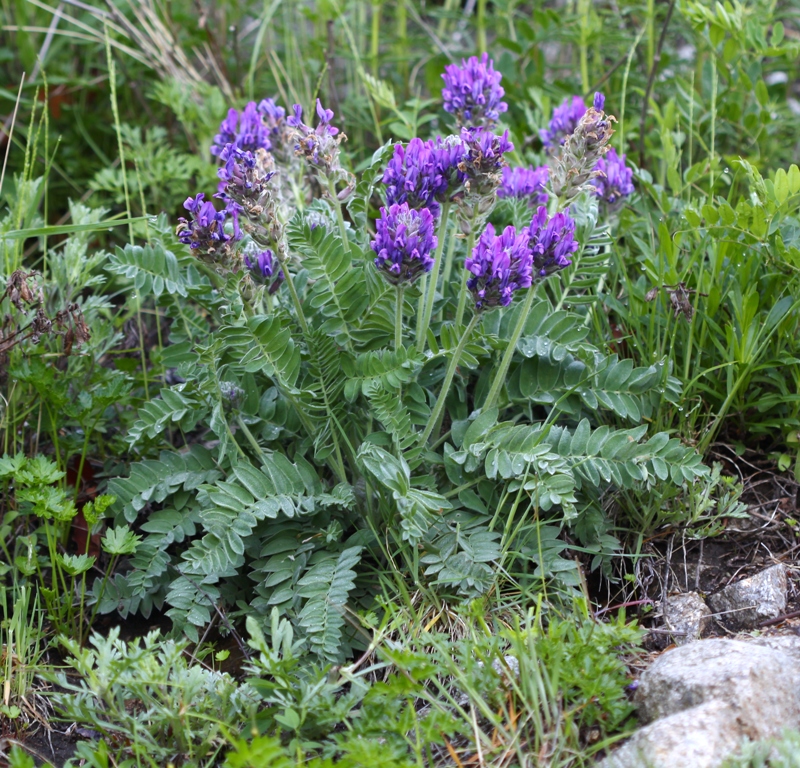 Изображение особи Oxytropis ruthenica.