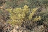 Salsola dendroides. Плодоносящее растение. Астраханская обл., Икрянинский р-н, дельта р. Волга, слева от трассы Икряное - Озёрное, сухостепной солонцеватый участок выше отметок максимального подъема воды. 08.10.2011.