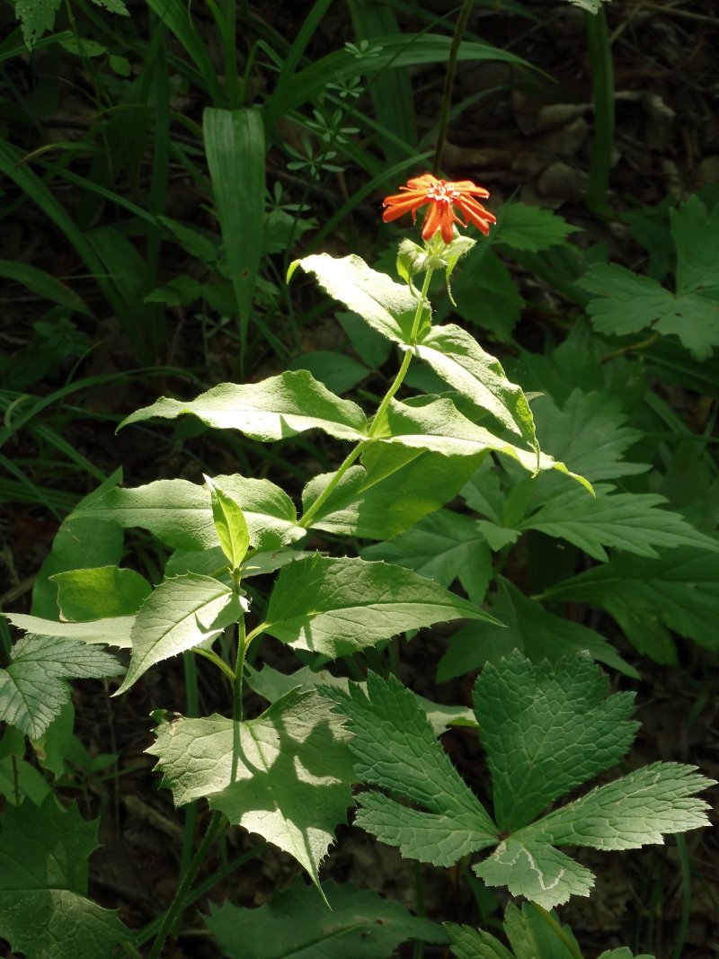 Изображение особи Lychnis fulgens.