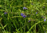 Scutellaria galericulata