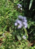 Ageratum conyzoides. Верхушка цветущего растения. Южный Китай, граница провинций Юньнань и Гуандун, окраина дорожки в дер. Bamei (坝美), правый берег реки Tuoniang. 3 марта 2016 г.