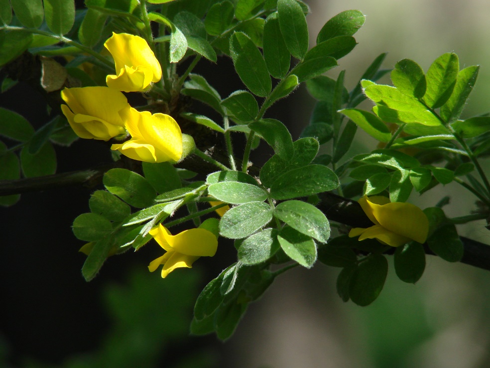 Изображение особи Caragana arborescens.