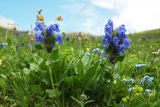 Dracocephalum grandiflorum. Цветущее растение на субальпийском лугу. Республика Алтай, восточная часть Катунского хребта, водораздел рек Аргут и Акем, отрог, разделяющий долины ручьёв Тухман и Чичкекарасу. 29.06.2006.