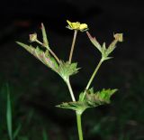 Geum urbanum