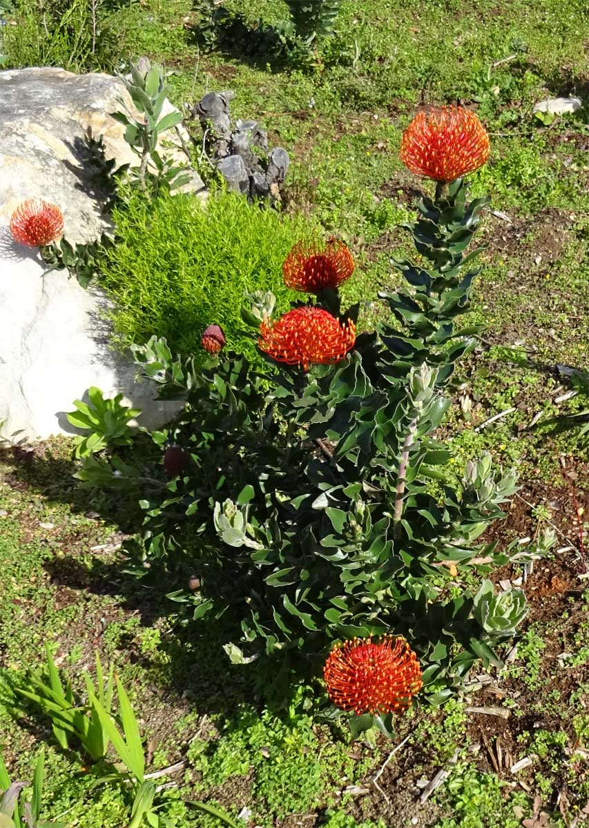 Изображение особи Leucospermum cordifolium.
