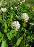 Trifolium repens. Соцветия и листья. Камчатский край, Алеутский р-н, о-в Медный, гавань Преображенская, луг. 18.08.2017.