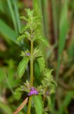 Stachys neurocalycina