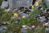 Arnica frigida