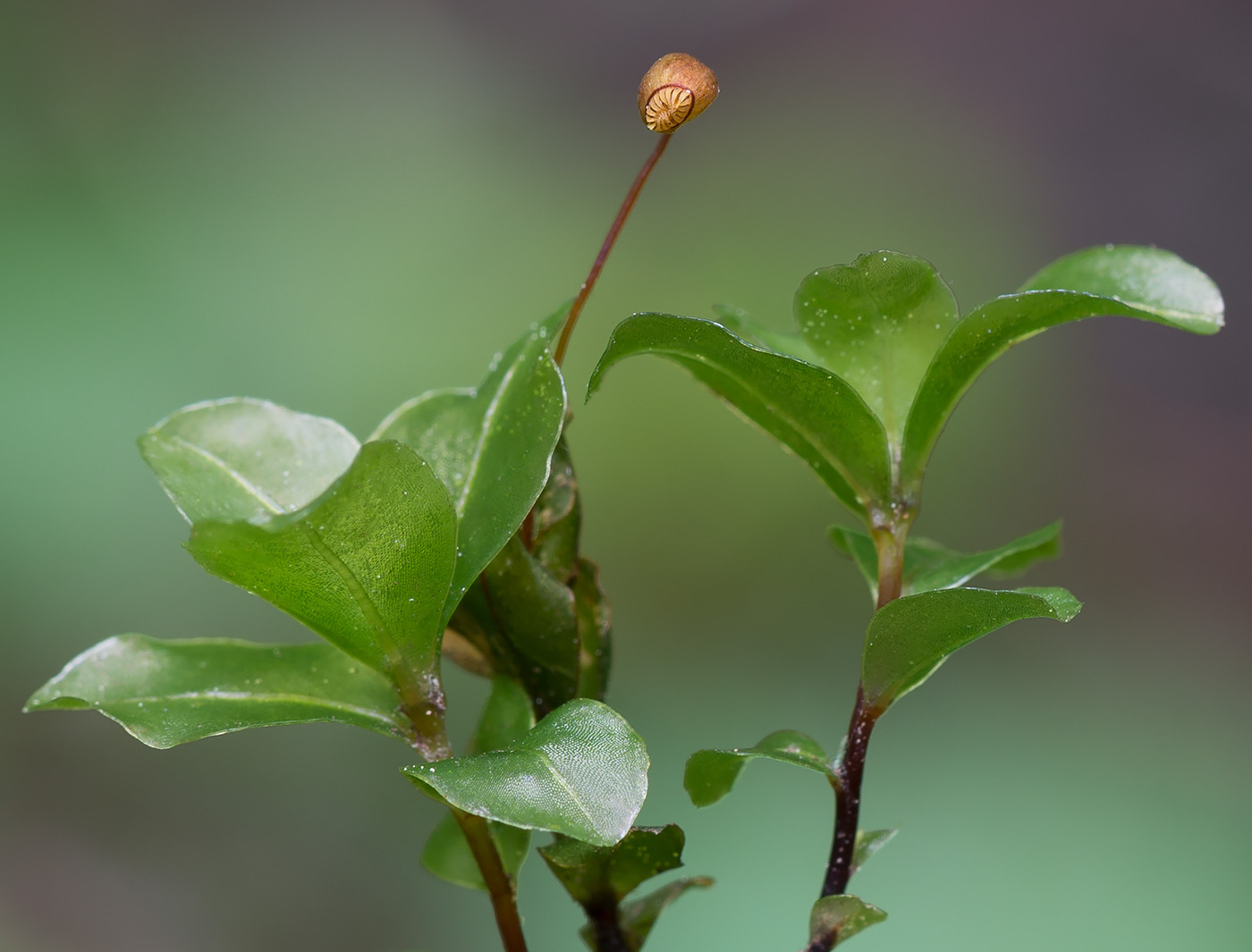 Изображение особи Rhizomnium punctatum.