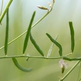 Astragalus austriacus. Часть листа, бутоны и цветок. Ростовская обл., Сальский р-н, окр. пос. Тальники, склон степной балки. 16.05.2018.