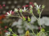 Saxifraga hirsuta