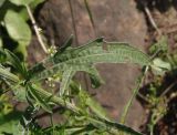 Centaurea jacea подвид substituta. Лист. Украина, Днепропетровская обл., Апостоловский р-н, Токовский сельский совет, у подножья скалы возле Токовских водопадов. 04.08.2018.