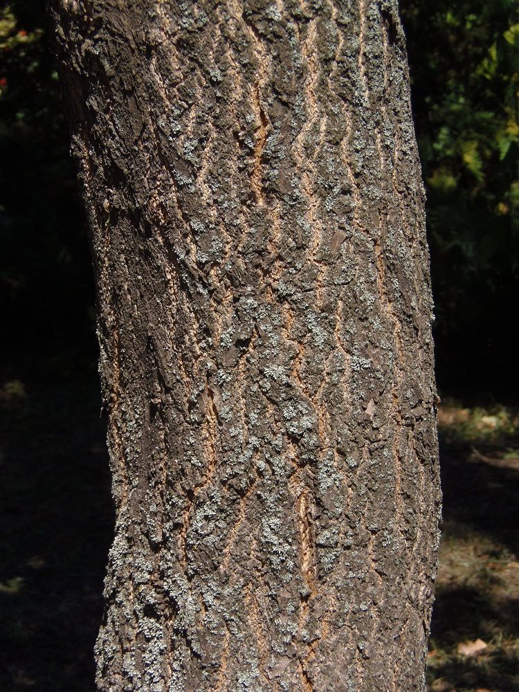 Image of Ginkgo biloba specimen.