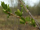 Salix pseudopentandra. Побег с распускающимися листьями и генеративными почками. Магаданская обл., окр. г. Магадан, нижнее течение р. Магаданка, пойменный ивняк. 13.06.2018.