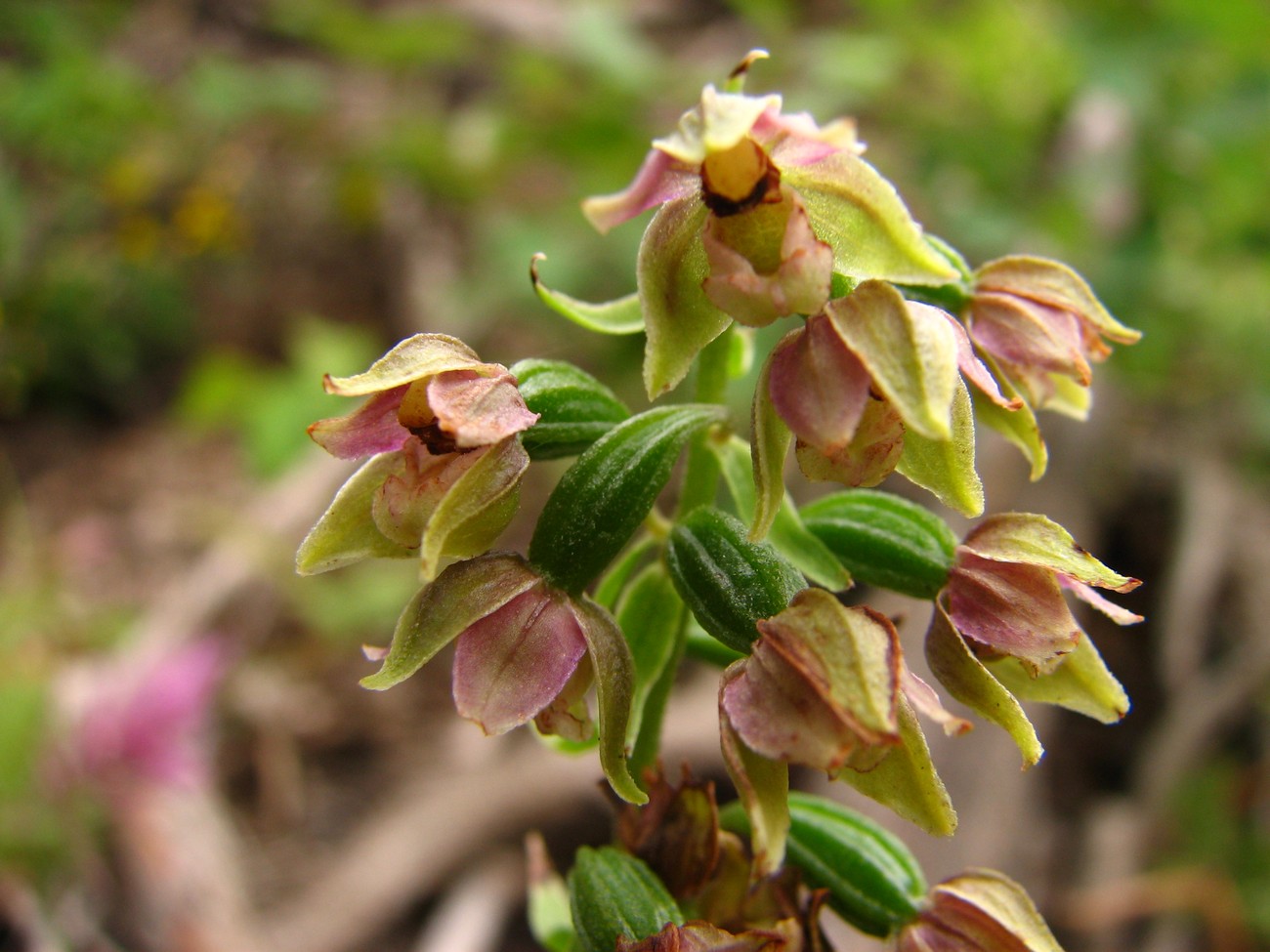 Изображение особи Epipactis helleborine.