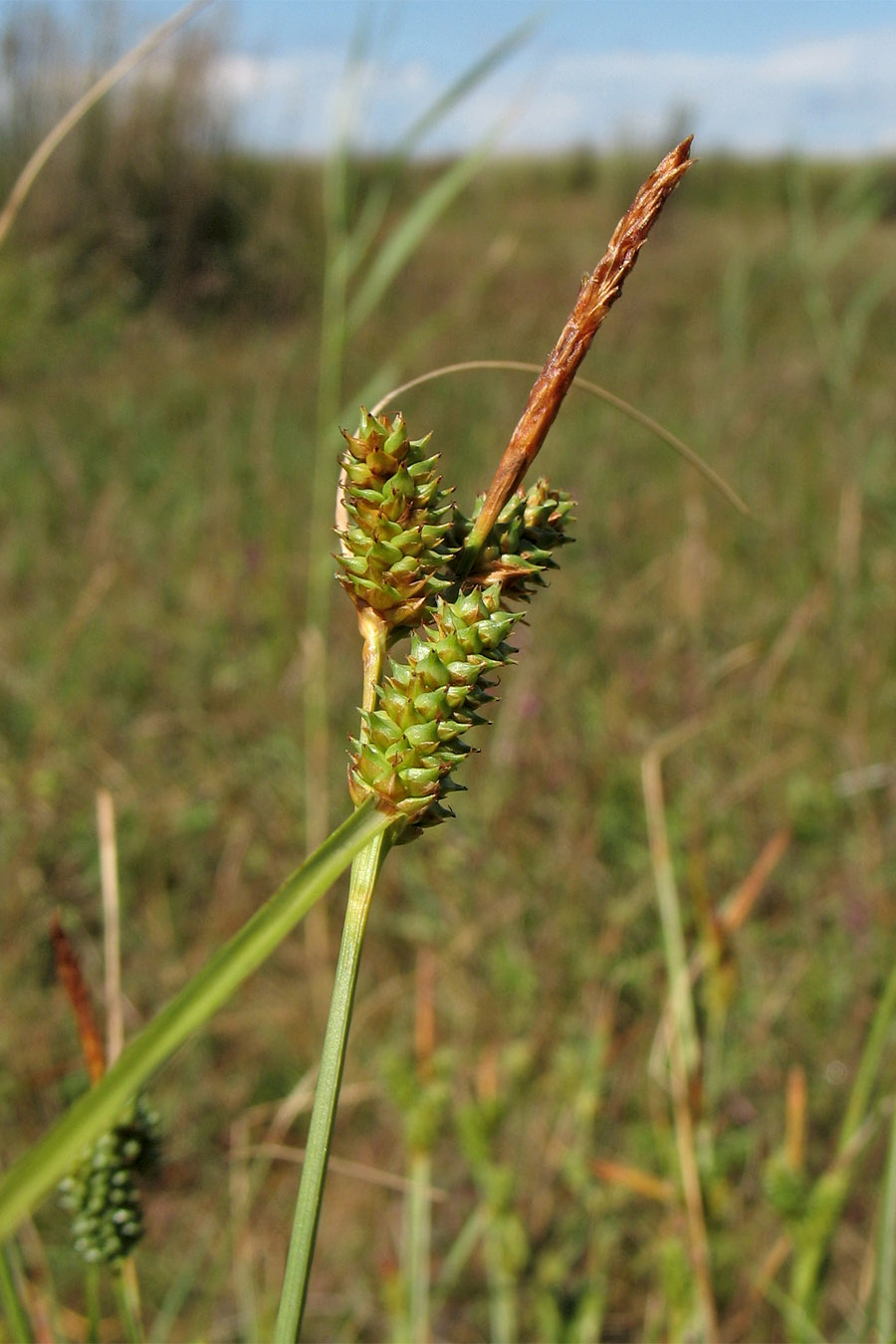 Изображение особи Carex extensa.