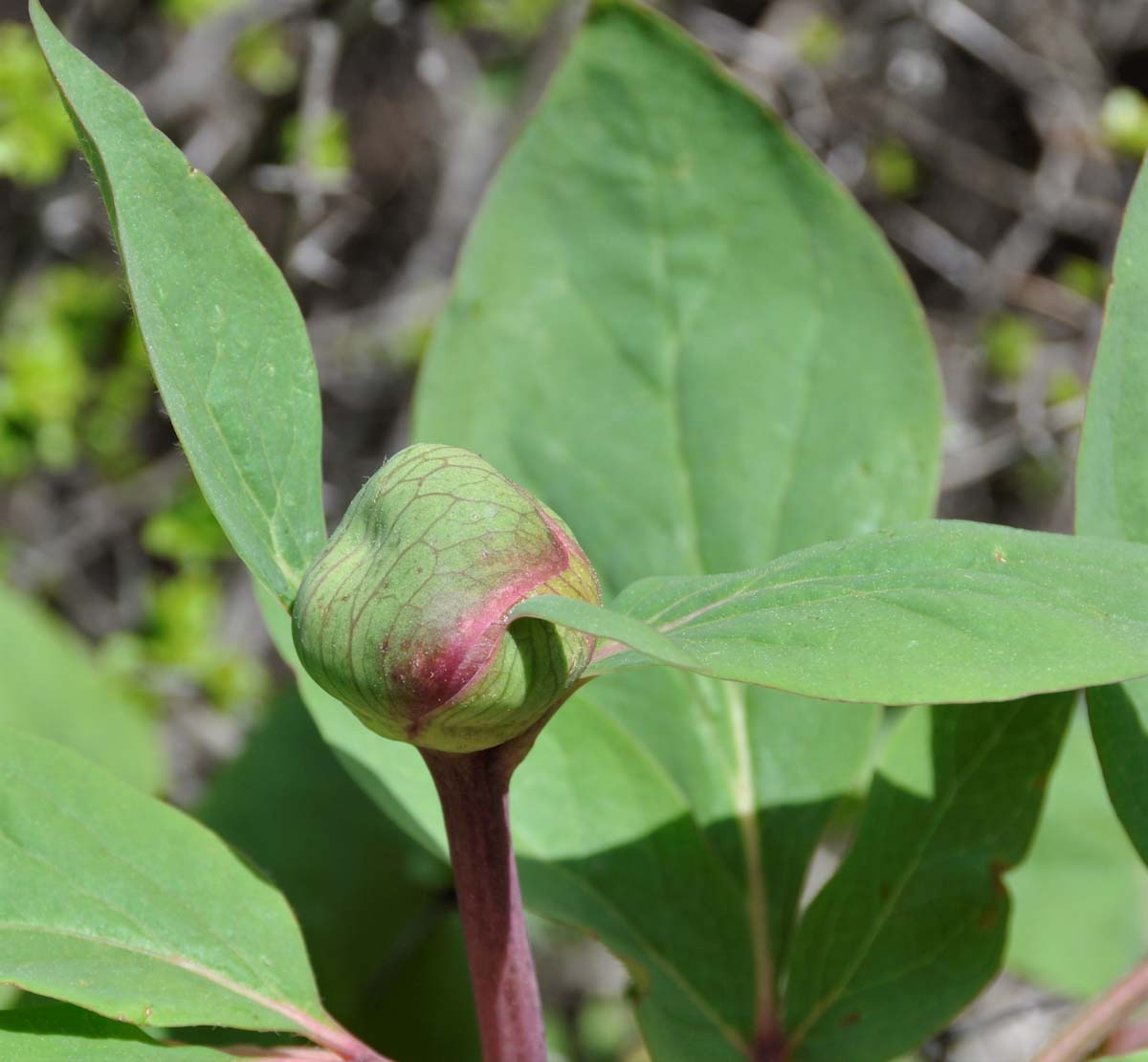 Изображение особи Paeonia mascula.