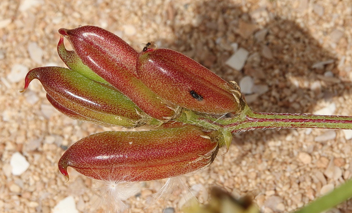 Изображение особи Astragalus boeticus.