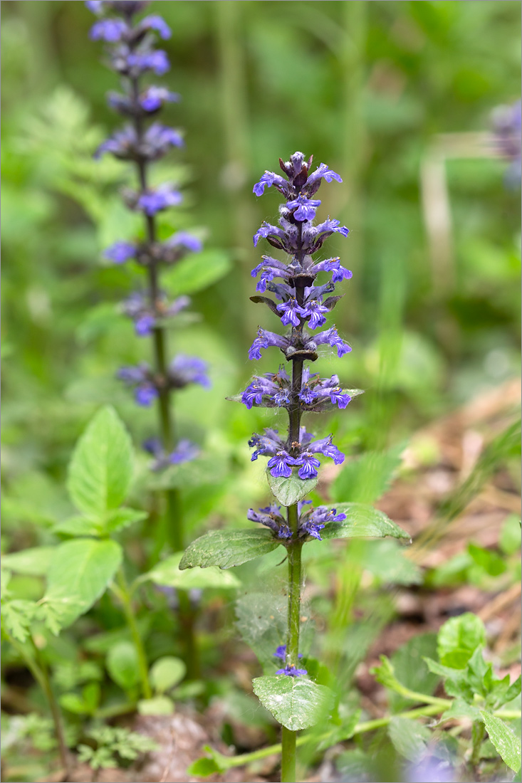 Image of Ajuga reptans specimen.