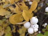 Symphoricarpos albus var. laevigatus