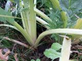 Cynara scolymus