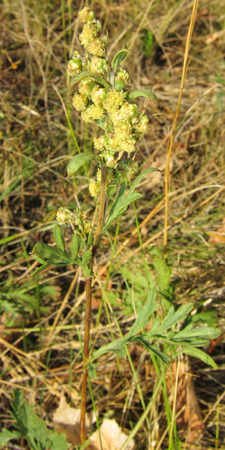 Изображение особи Artemisia latifolia.