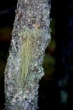 Usnea dasopoga