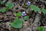 Viola palustris