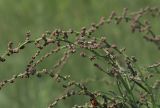 Atriplex patens