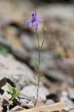 Delphinium divaricatum