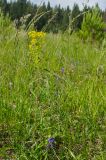 Euphorbia virgata. Цветущее растение. Пермский край, Суксунский городской округ, окр. деревни Осинцово, окр. Вакутина камня, суходольный луг. 12 июня 2021 г.