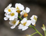 Draba cardaminiflora. Соцветие. Приморский край, Дальнегорский ГО, окр. с. Рудная Пристань, 1 км к юго-юго-западу от мыса Бриннера, приморские скалы. 12.06.2022.