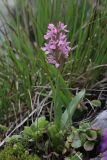 Dactylorhiza umbrosa