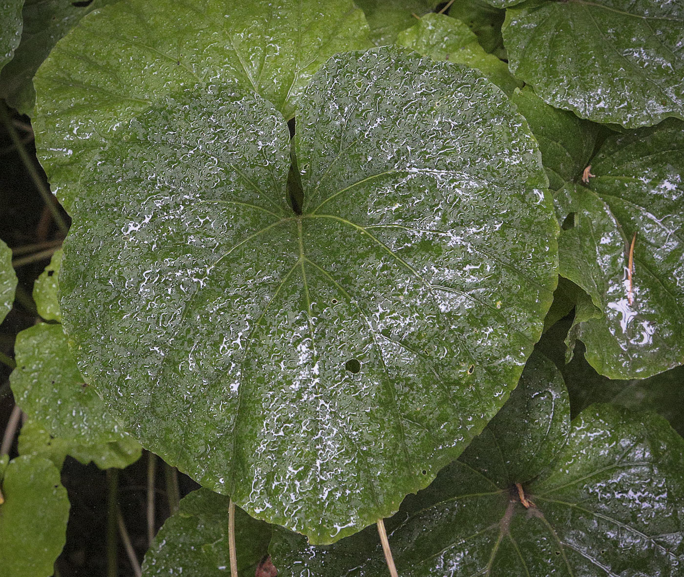 Изображение особи Pachyphragma macrophyllum.